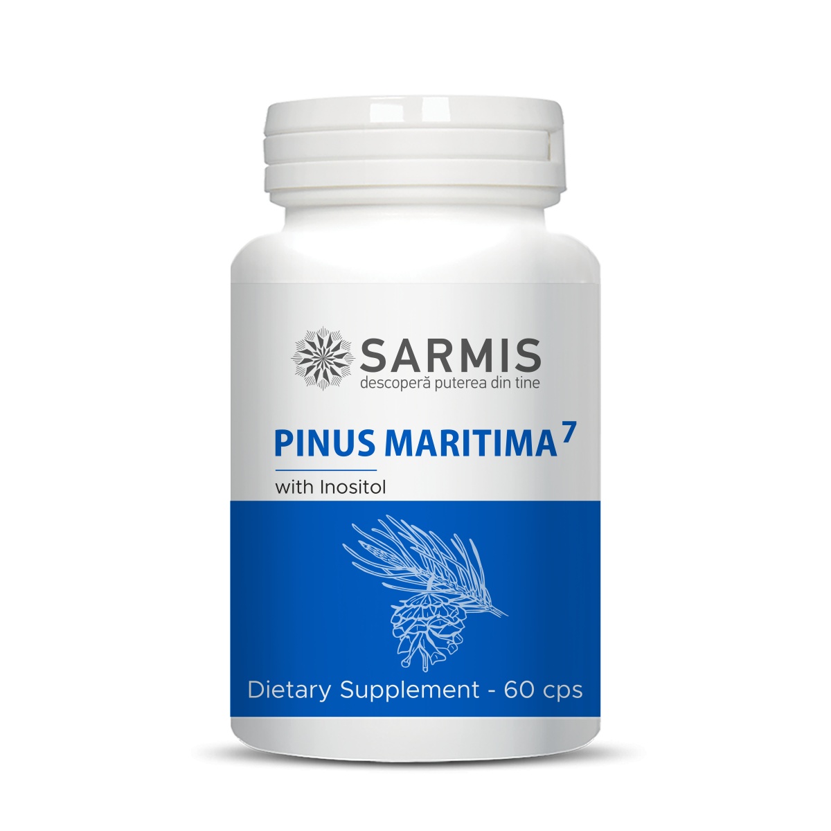 pinus-maritima7-60-cps2813.jpg Pinus Maritima7 - 60 cps - imagine 1